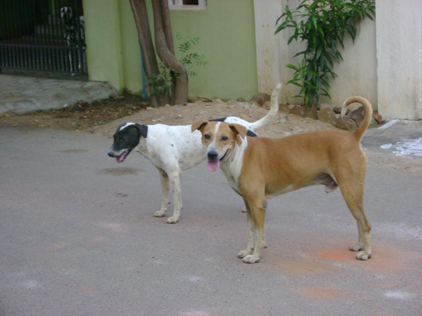 Chennai City Pictures Street Dogs of Chennai