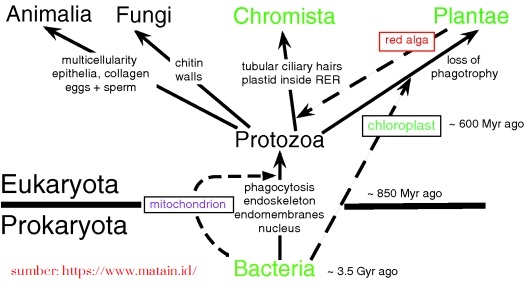 Prinsipprinsip Dasar Klasifikasi dan Perkembangan Sistem