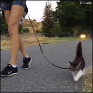 Cute Kitten GIF • "Rosie" first walk in the street. She is a funny, cool and adorable kitty, isn't it?