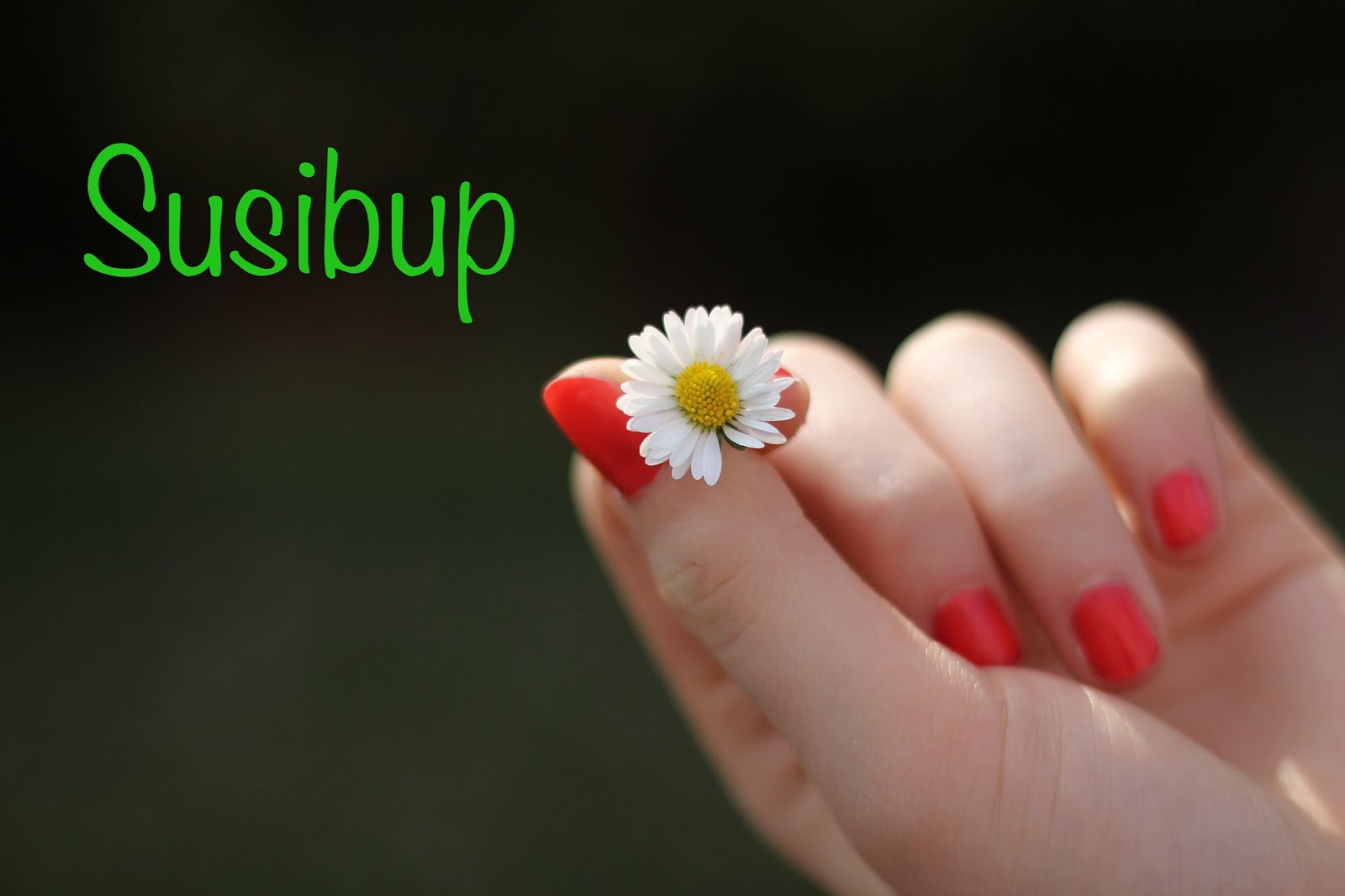 El blog de Susibup