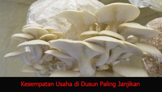 Kesempatan Usaha di Dusun Paling Janjikan