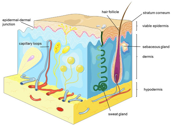 DERMAL DELIVERY OF PROTEIN AND PEPTIDES: RECENT ADVANCES AND CLINICAL ...