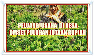 peluang usaha di desa omset puluhan juta - kanalmu