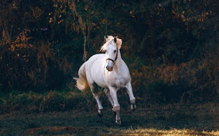 घोड़ा के बारे में जानकारी ▷ some facts about horse in hindi घोड़ा के बारे में जानकारी ▷ some facts about horse in hindi