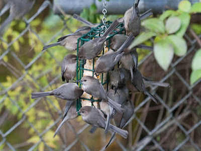 Photo of a flock of Bushtits on a suet feeder