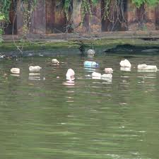 Gambar Cerita Aku Menjaga Sungaiku Bersih : Gambar Komik Aku Menjaga