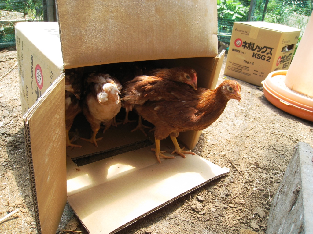 Life In Rural Japan Precious Cargo