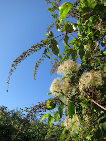 Buddleia flowers die and Old Man's Beard catches the eye