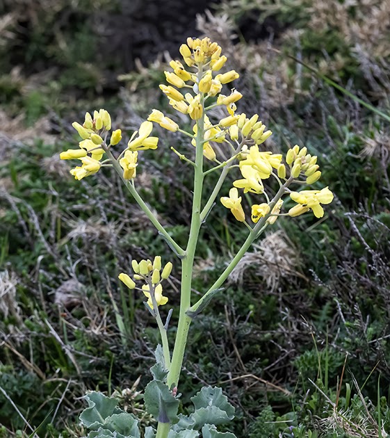 Flores y Paisajes de Asturias Brassica oleracea var. sylvestris