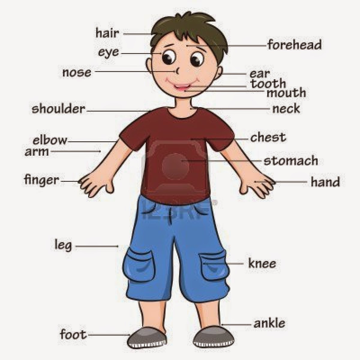 Partes del cuerpo humano en inglés