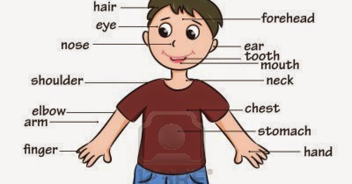 APRENDAMOS INGLÉS CON LAS TIC'S Partes del cuerpo humano en inglés APRENDAMOS INGLÉS CON LAS TIC'S Partes del cuerpo humano en inglés