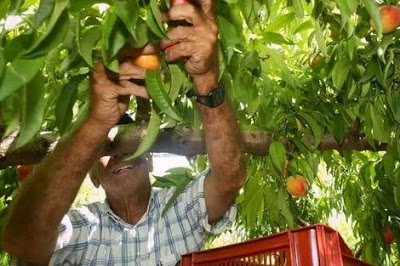 وظائف شاغرة في ميدان الفلاحة