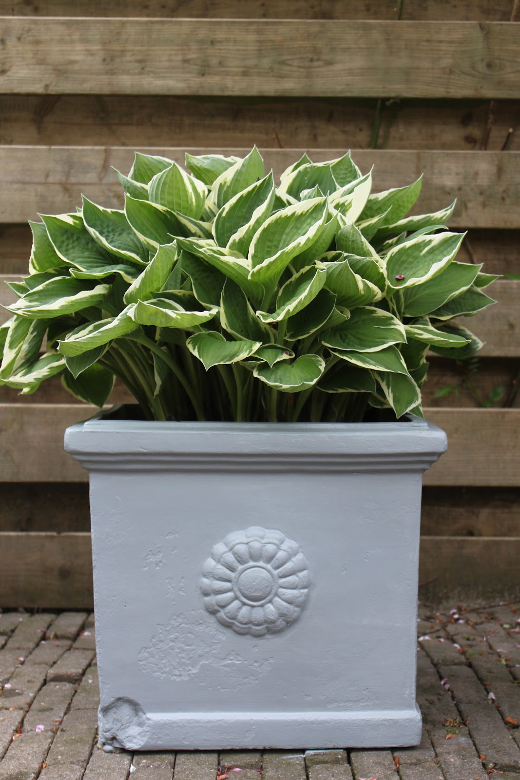 Hosta voor, hosta na