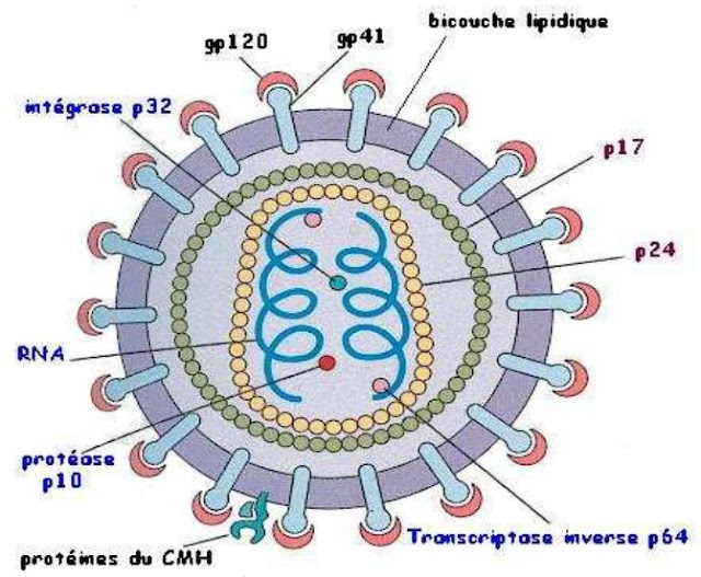 Le VIH : Un rétrovirus qui s’attaque au Système Immunitaire - Immunologie