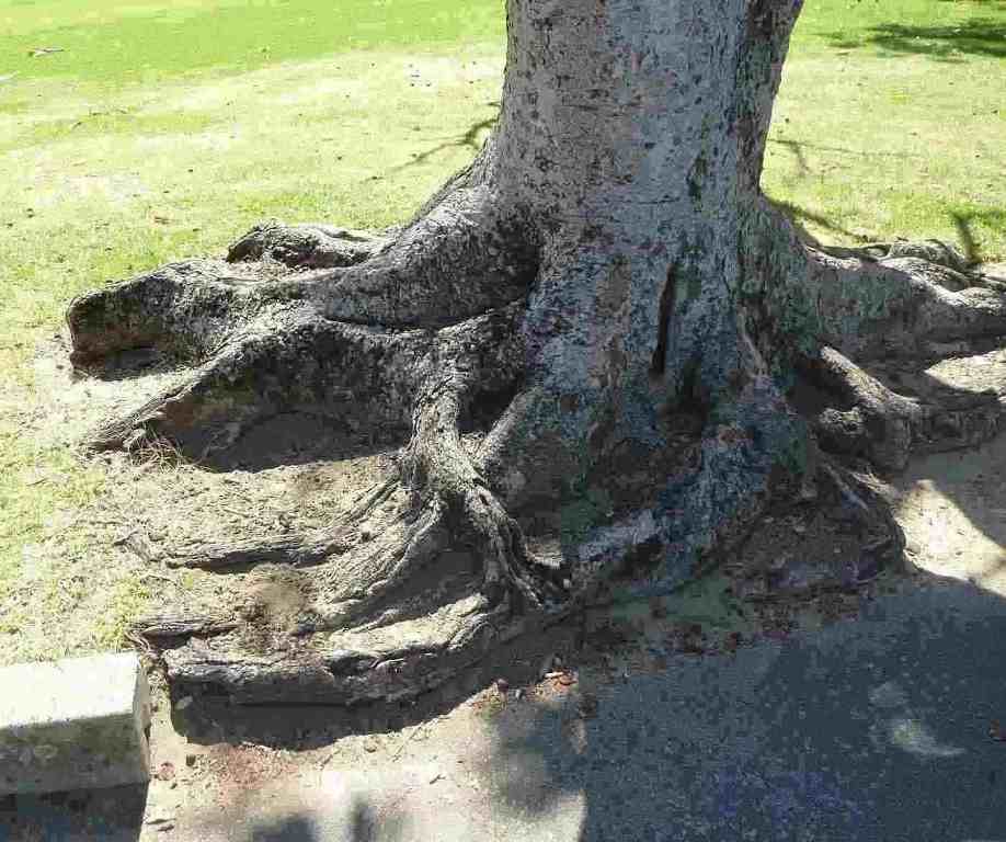 Fig tree roots guide