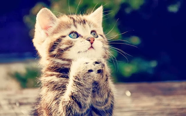 Pantas Saja Rasulullah SAW Memelihara Kucing, Ternyata Manfaatnya Begitu Besar! Pantas Saja Rasulullah SAW Memelihara Kucing, Ternyata Manfaatnya Begitu Besar!