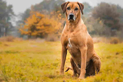 African dog breeds, African dogs