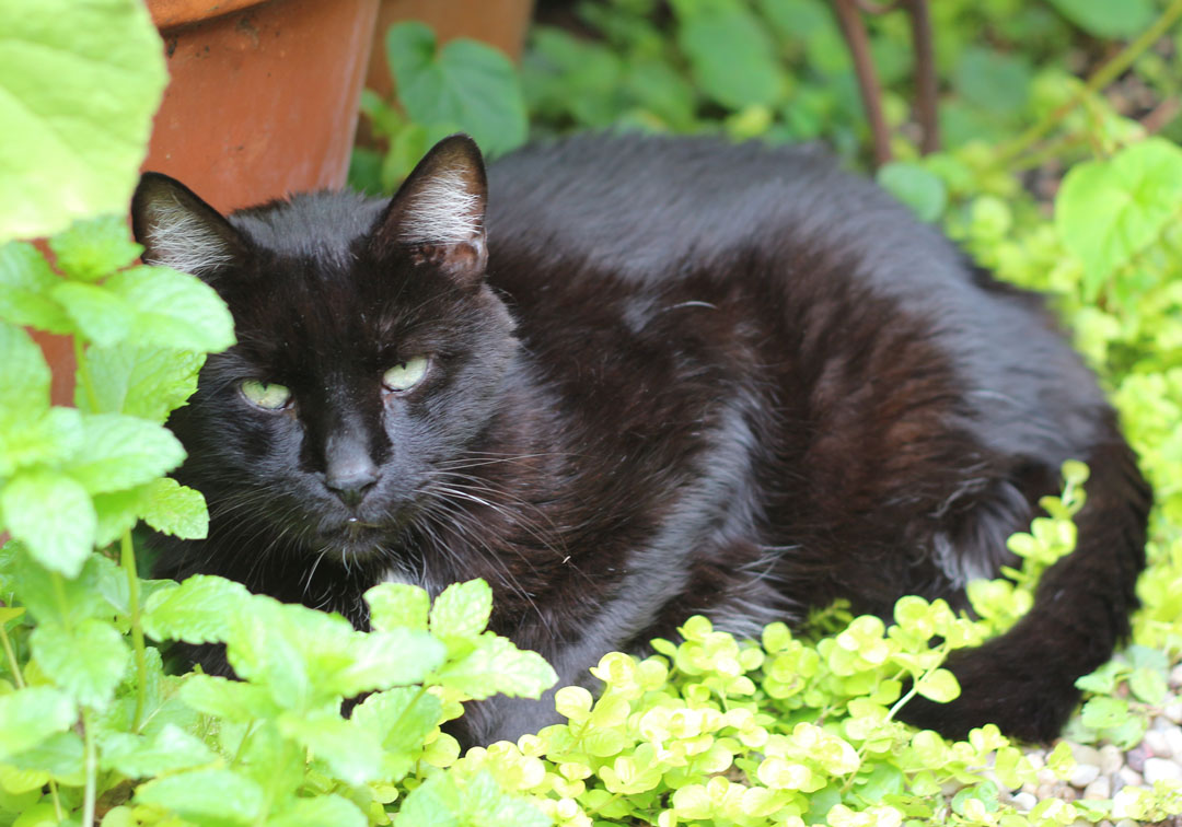 66 Square Feet (Plus): Gardening for cats
