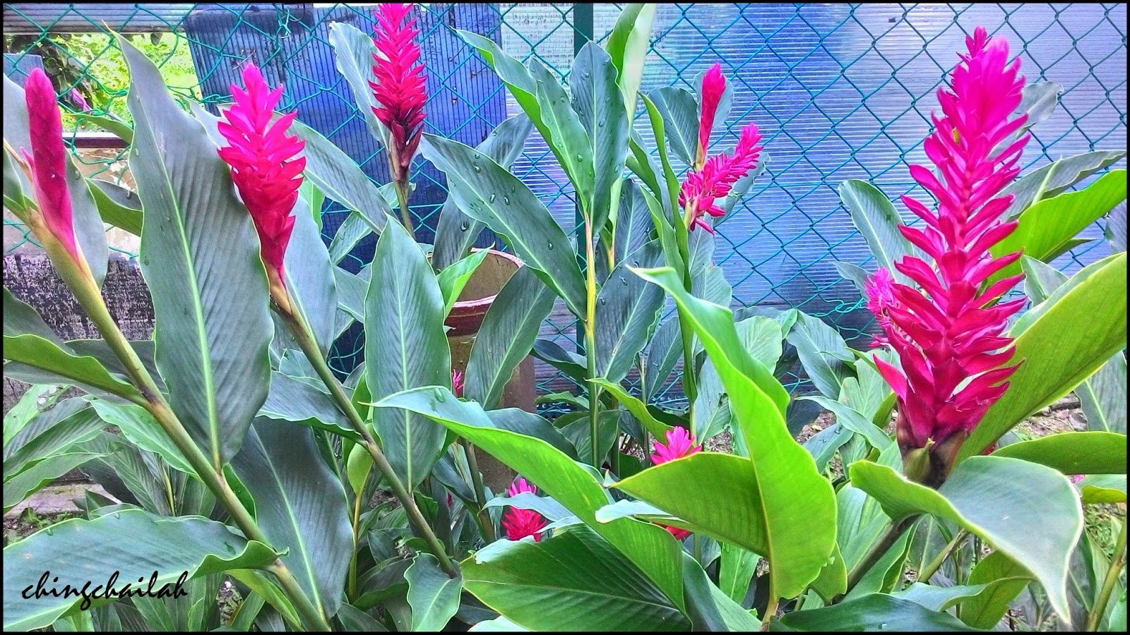 Simple Living In Nancy Growing Red Ginger Lily In My Garden