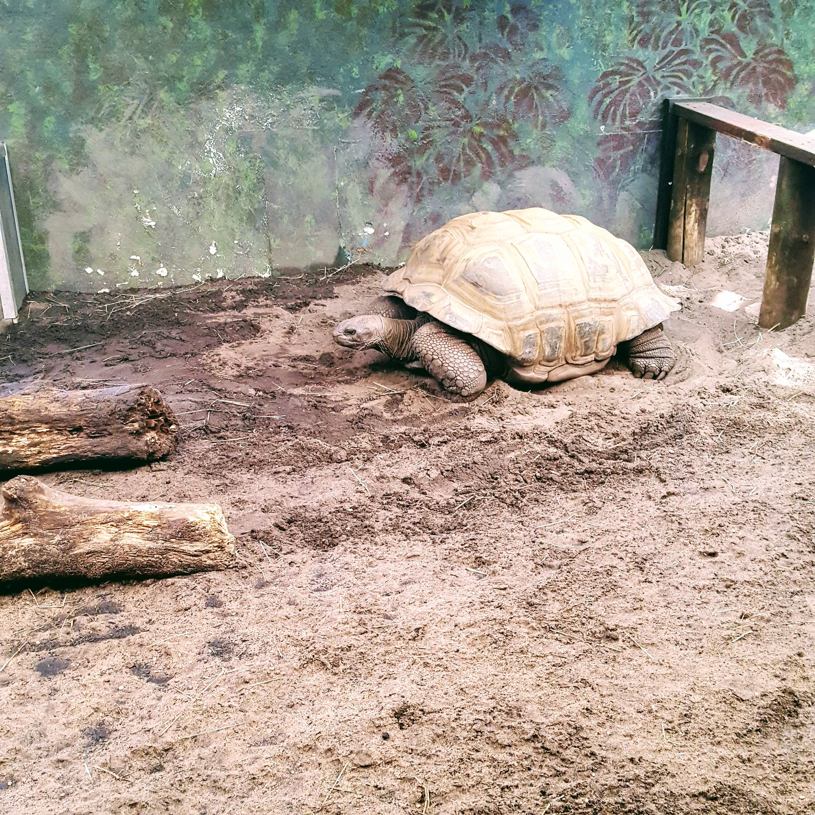 Day At The Zoo: The Wordless or not so Wordless Wednesday Link Up