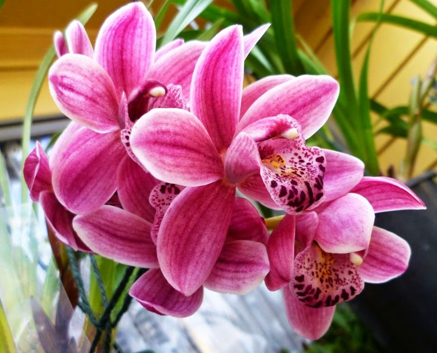 Contoh bunga sempurna pada tanaman bunga | Manfaat di dalam keindahan bunga