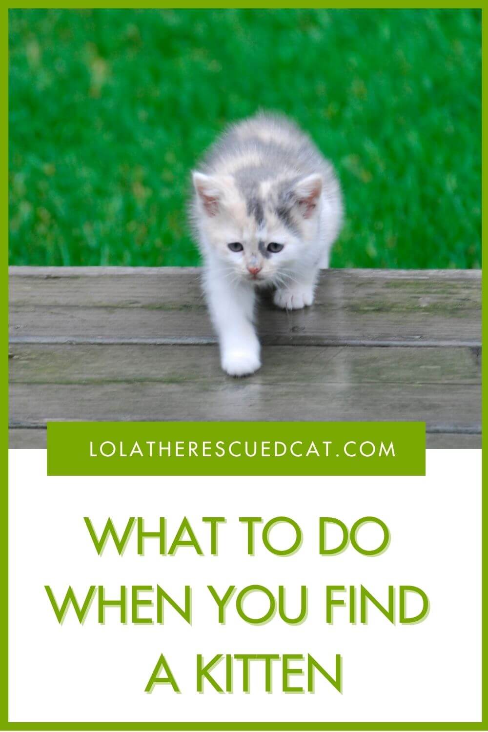 What To Do When You Find a Kitten Outdoors | Lola The Rescued Cat