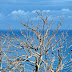 beauty in a tree without life