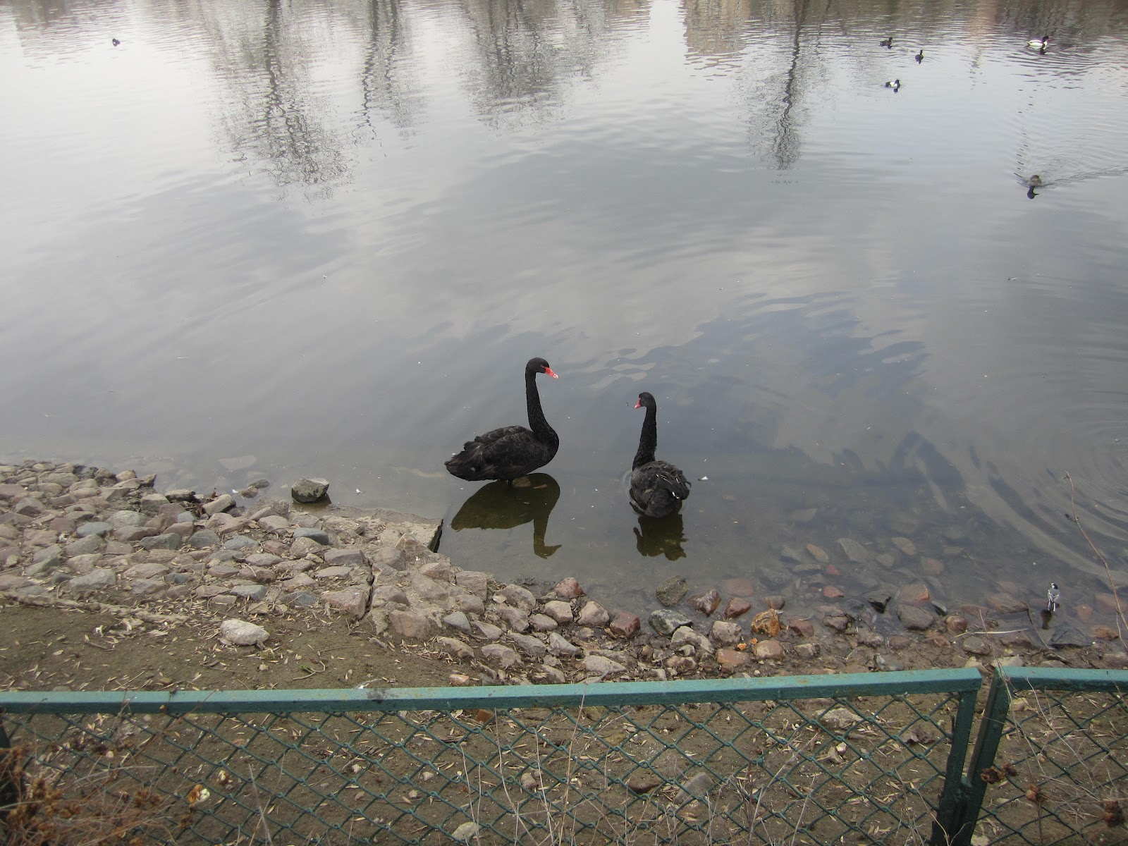 Убить пингвина: утконос