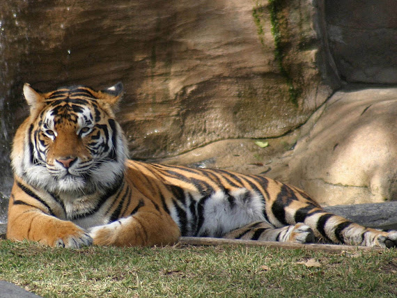gambar harimau - gambar harimau sumatera