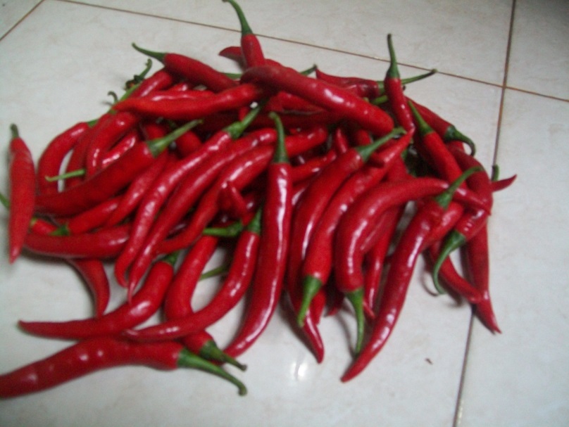 budidaya cabai di polybag