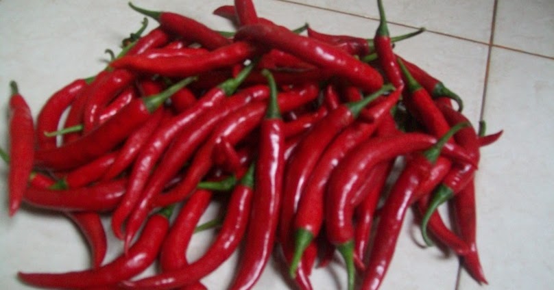 download proposal budidaya cabe merah