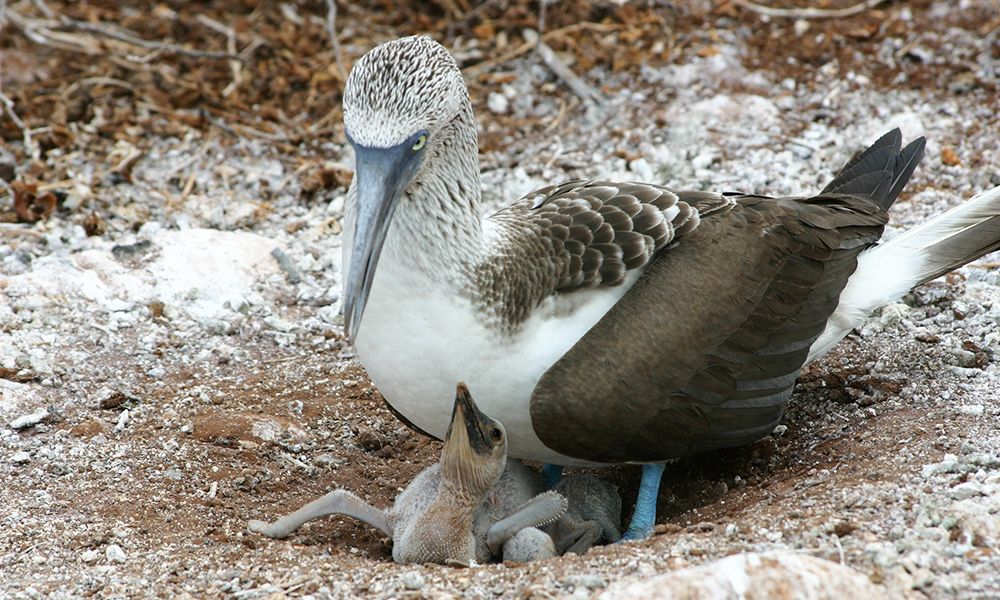 28+ Burung finch di kepulauan galapagos menunjukkan variasi baru yaitu memiliki paruh yang kecil terbaru