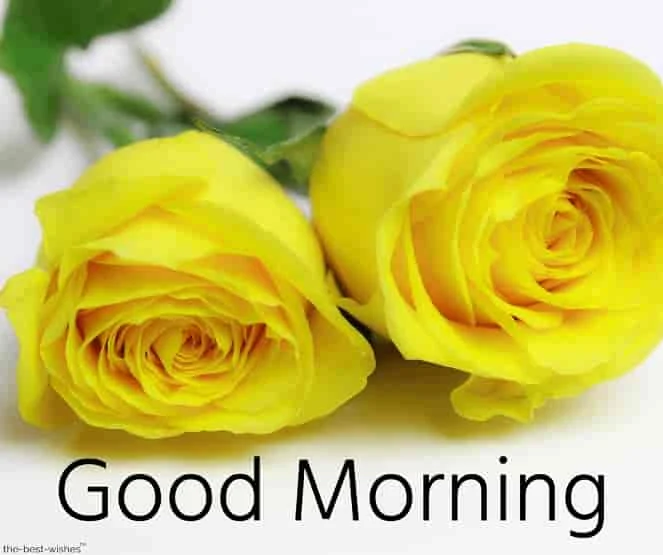 good morning pictures with yellow roses