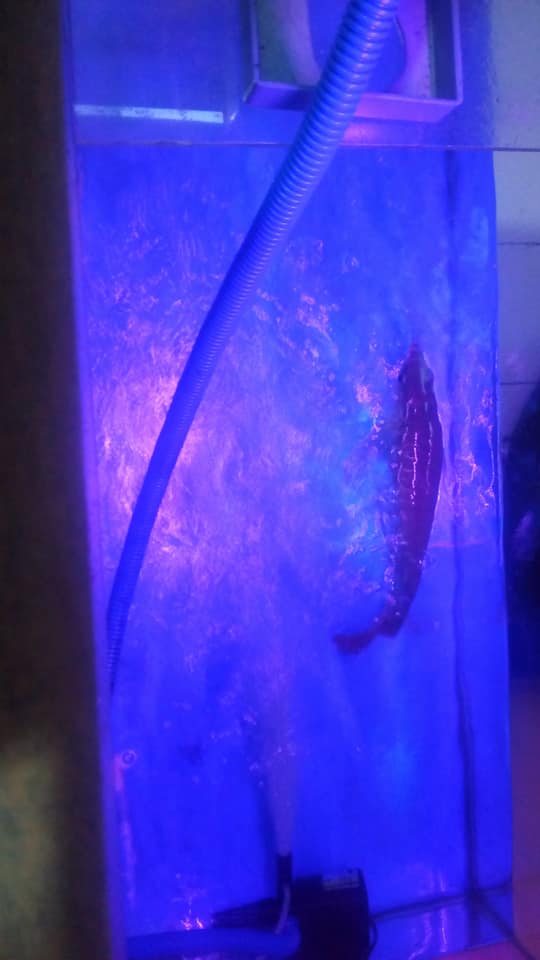 punggung ikan arwana berenang kelihatan di atas permukaan air