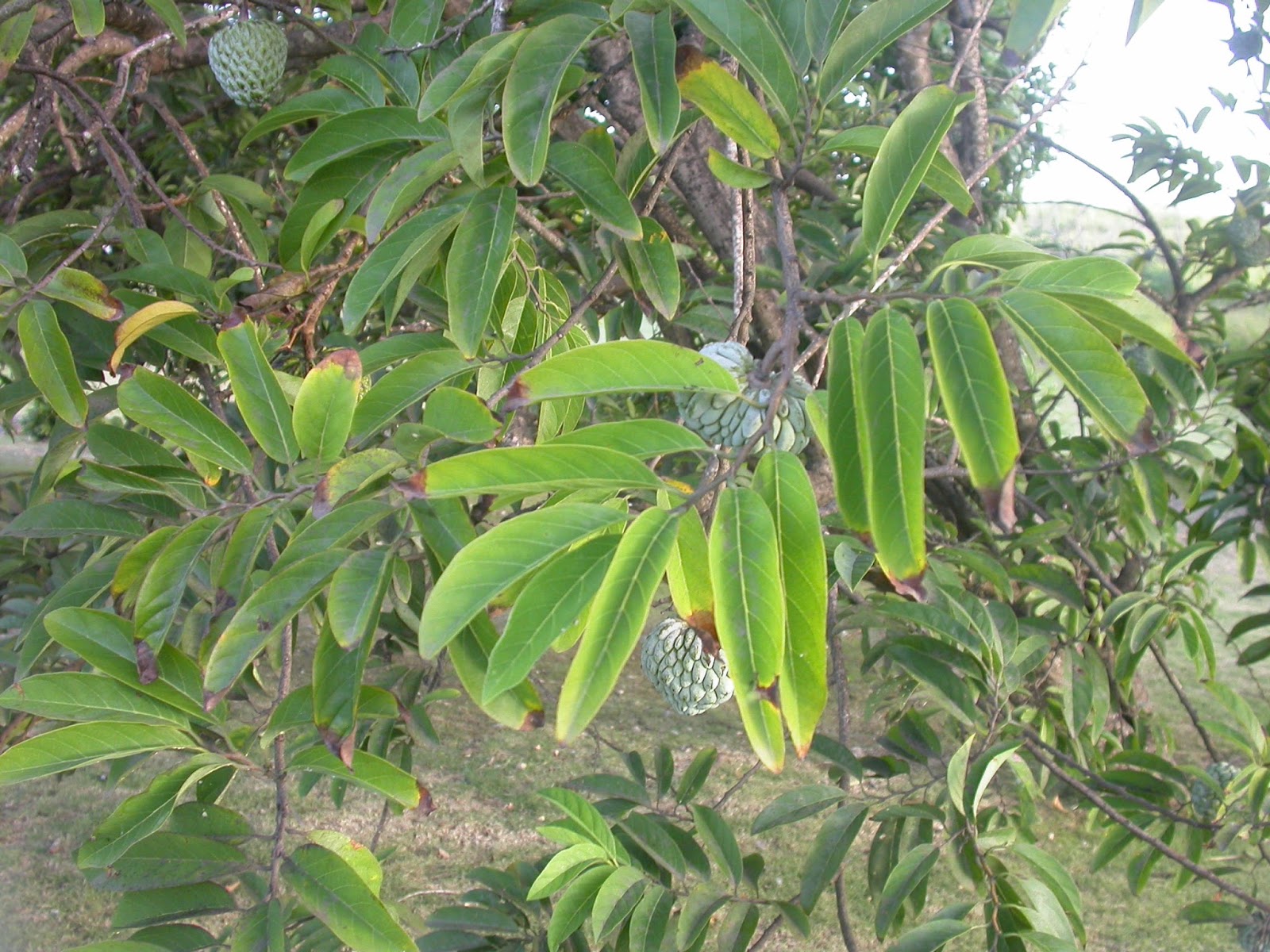 Barbados Flora & Fauna Sugar Apple (Annona squamosa)