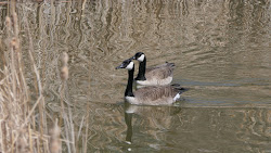 canada geese flying stop wild birds goose flight unlimited