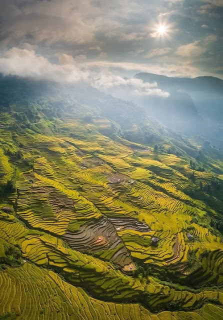 Lao Cai terraced fields in the ripe rice season