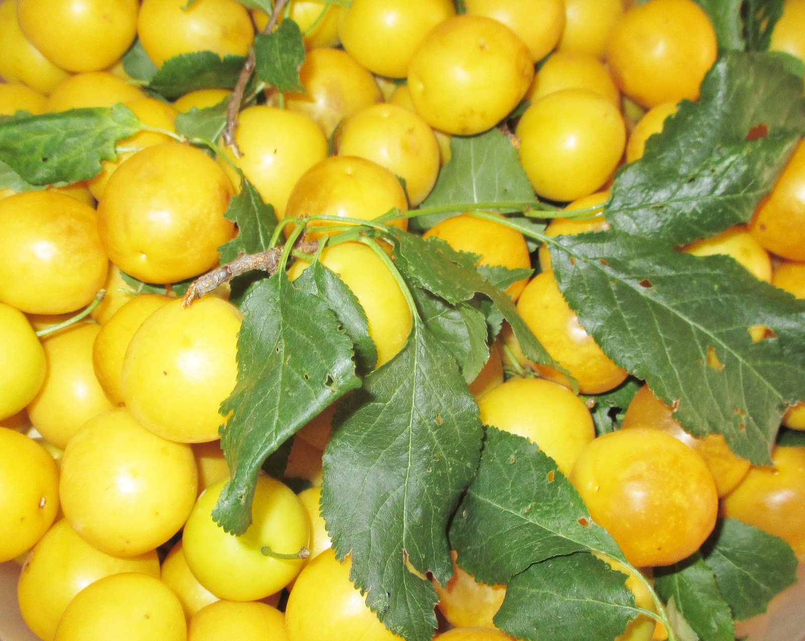 Mirabellen ( Zipperle) Marmelade mit (Rosmarin und Amaretto)