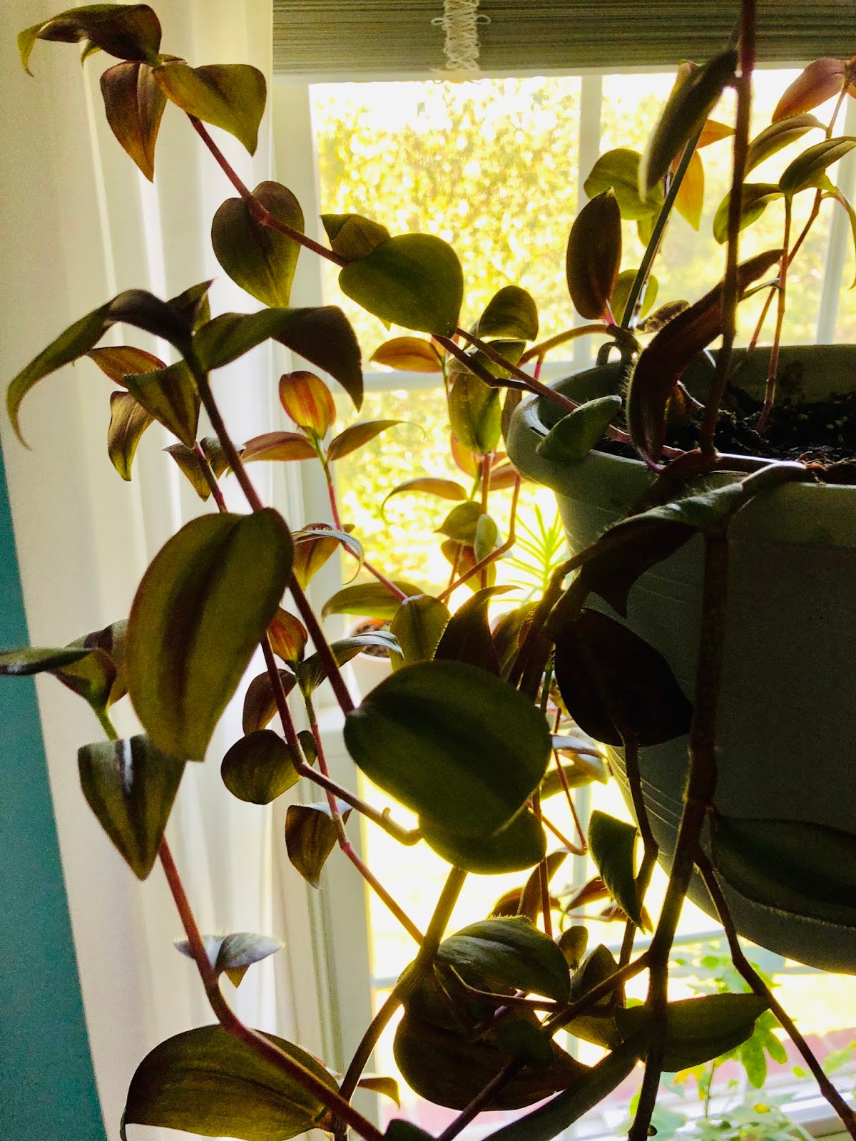 Lily's Indoor Jungle Wandering Jew Care