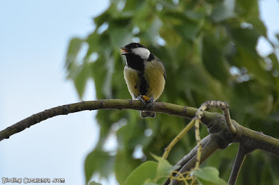 Mallerenga carbonera (Parus major)