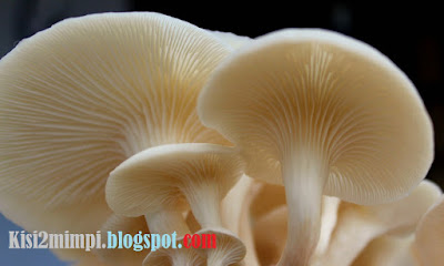 Mimpi Jamur (Menurut Erek-Erek 4D-3D-2D) - Primbon Tafsir