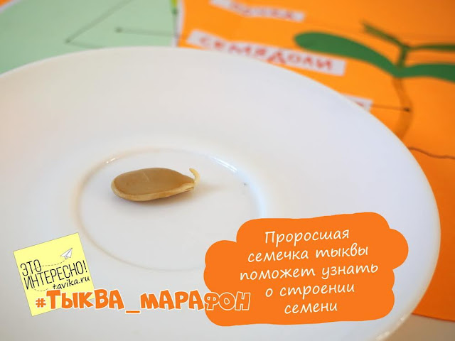 как устроена семечка тыквы семечка тыквы