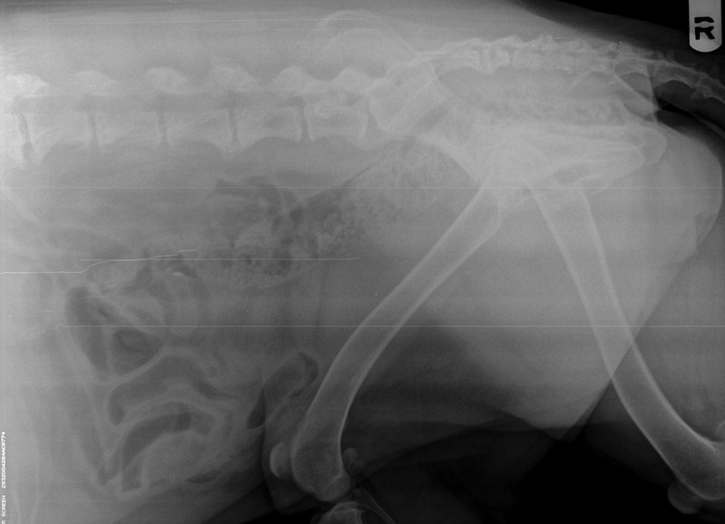 arthritis in dogs Learning to live with Canine Arthritis...