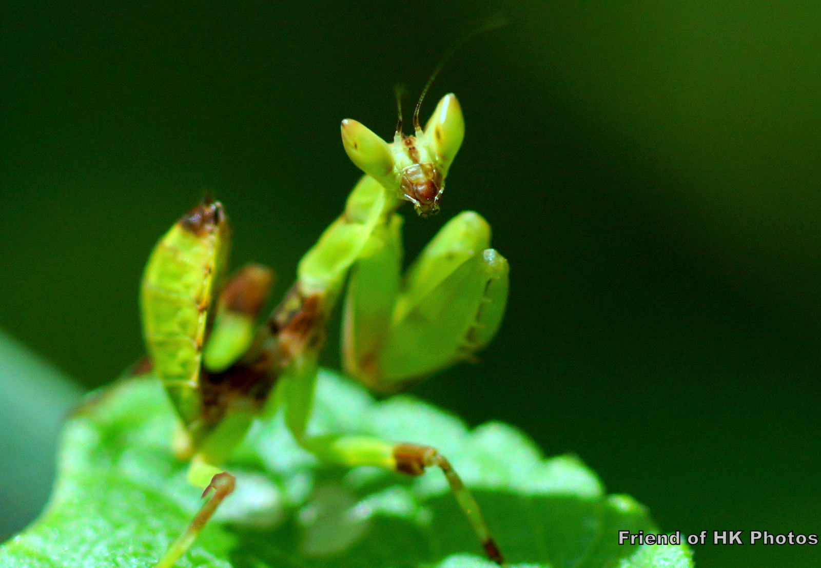 Photographic Wildlife Stories in UK/Hong Kong: Strange Looking Insects