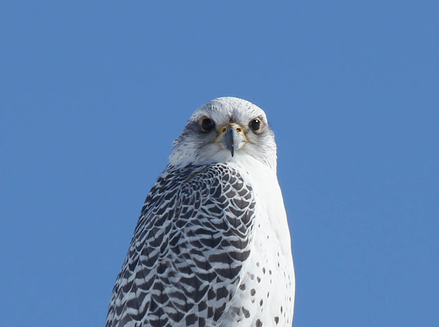 Les oiseaux de la région de La Pocatière, Québec: Voici enfin MON ...