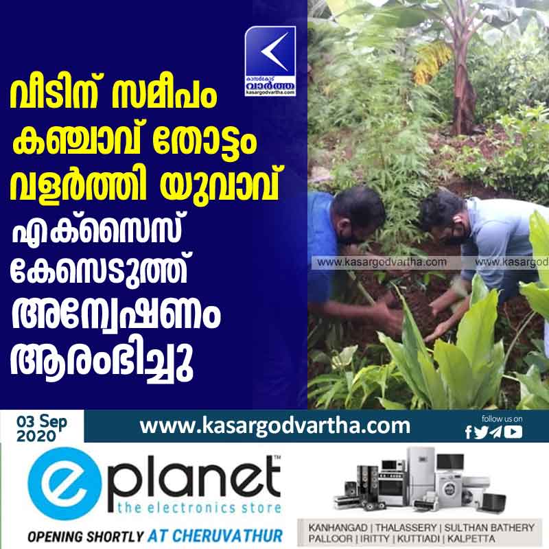  Kasaragod, Kanhangad, Kerala, News, Ganja, Seized, Excise, Case, Young man grows cannabis plantation near home; An excise case has been registered and an inquiry has been started