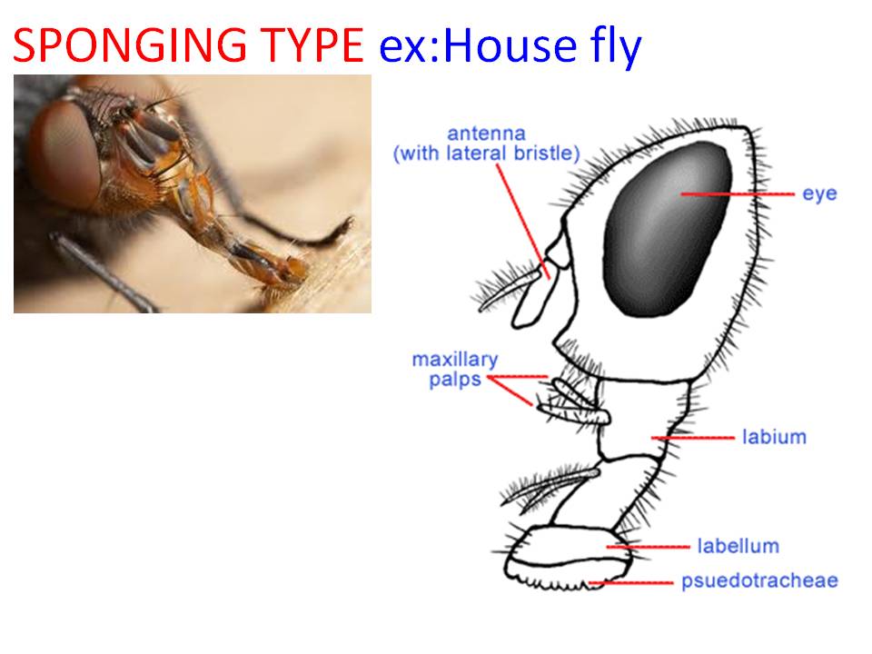 Insect Mouthpart and its modifications