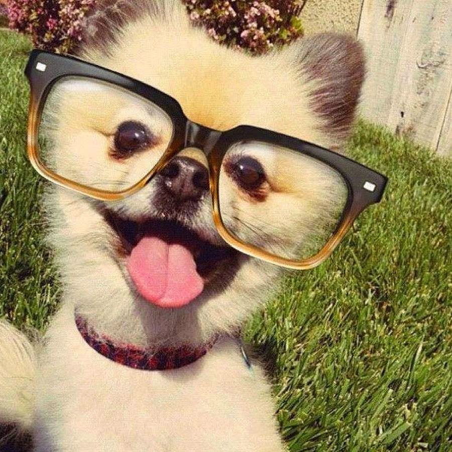Only Pictures: Dogs And Puppies In Glasses Funny Photos