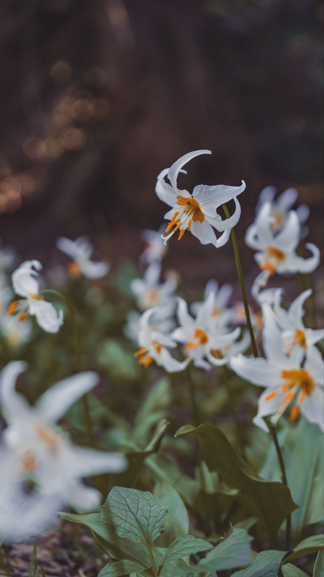 Beautiful White Flowers hd Wallpaper Wallscorn