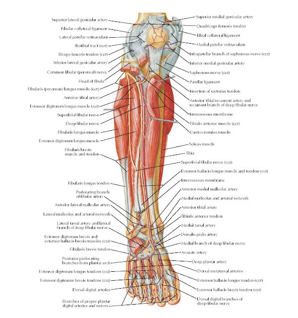 Muscles of Leg (Deep Dissection): Anterior View Anatomy